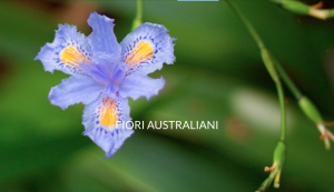Francesca Panfili - Fiori Australiani