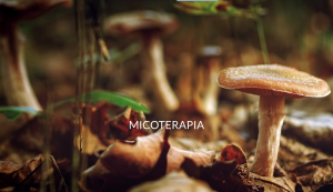 Francesca Panfili - Micoterapia